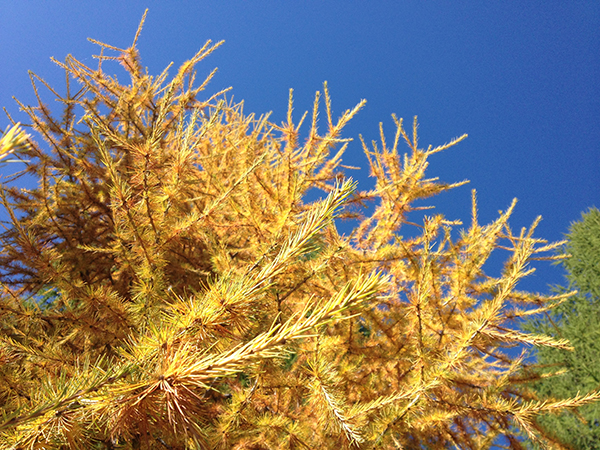 Stubeck - Herbst