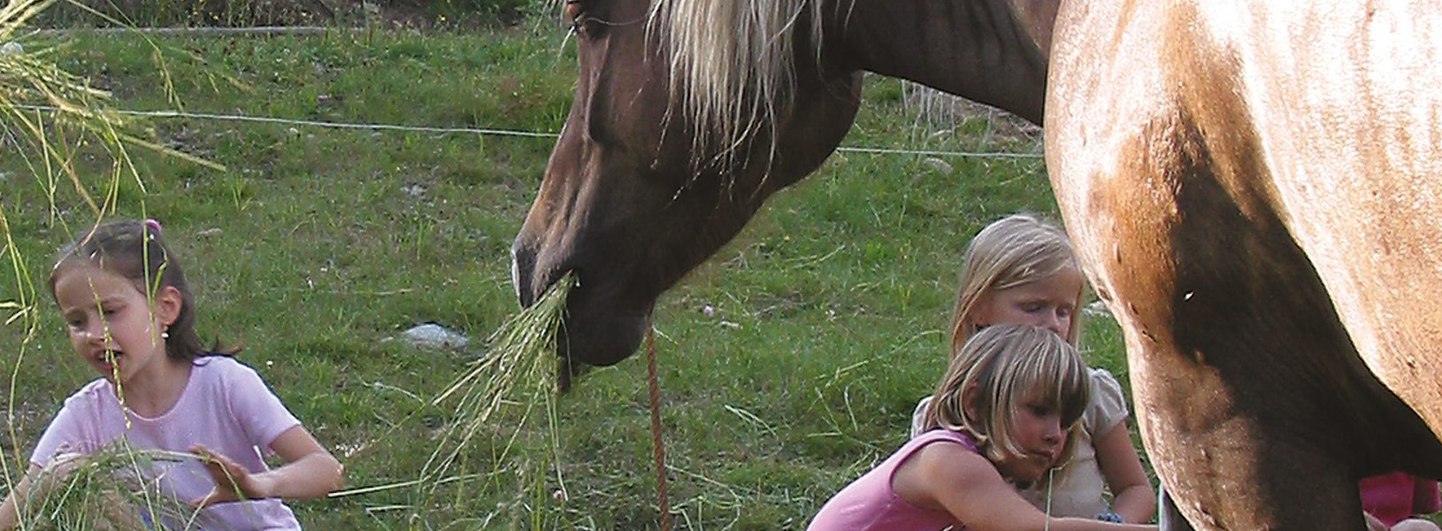 Pferd vor der Almhütte